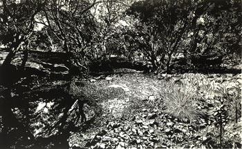 Grazing the Creek Bed